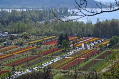 Tourists are seen at Asia's largest tulip garden at the foothills of Zabarwan mountains, on April 7, 2024 in Srinagar, India.  clipart