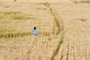 GURUGRAM, INDIA - 4 Nisan 2024 'te Gurugram, Hindistan' da Gurugram yakınlarındaki Gurugram 'da buğday kesen bir grup kadın. 