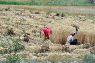 GURUGRAM, INDIA - 4 Nisan 2024 'te Gurugram, Hindistan' da Gurugram yakınlarındaki Gurugram 'da buğday kesen bir grup kadın. 
