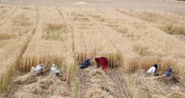 GURUGRAM, INDIA - 4 Nisan 2024 'te Gurugram, Hindistan' da Gurugram yakınlarındaki Gurugram 'da buğday kesen bir grup kadın. 