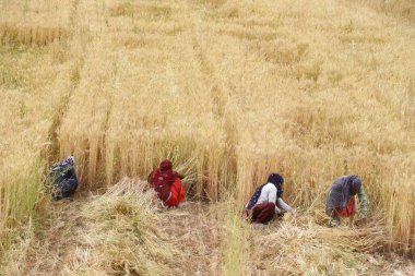 GURUGRAM, INDIA - 4 Nisan 2024 'te Gurugram, Hindistan' da Gurugram yakınlarındaki Gurugram 'da buğday kesen bir grup kadın. 