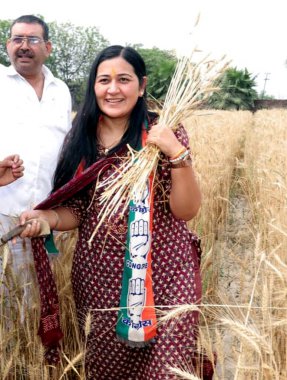 GHAZIABAD, INDIA - APRIL 15: Congress candidate for Ghaziabad Lok Sabha seat Dolly Sharma  showing cutting of wheat in the fields of wheat harvesting in Dasna, in Ghaziabad, India on Monday, April 15 2024. (Photo by Sakib Ali/Hindustan Times)  clipart