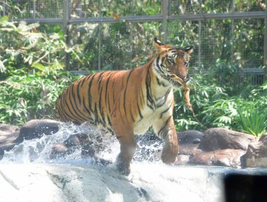 MUMBAI, INDIA - 3 Mart 2024: Dünya Vahşi Yaşam Günü 'nde Byculla hayvanat bahçesindeki gölette Bengal Kaplanları