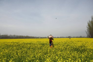 PULWAMA, INDIA - 27 Mart 2024 'te Hindistan' ın Pulwama kentinde bir kadın bahar mevsimi boyunca hardal tarlasında yürür.. 