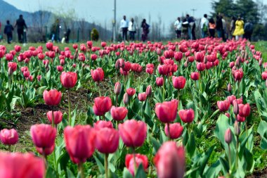 SRINAGAR, INDIA - 23 Mart 2024: Asya 'nın en büyük lale bahçesi, 23 Mart 2024' te Hindistan 'ın Srinagar kentinde halka açıldı..
