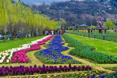 SRINAGAR, INDIA - 23 Mart 2024: Asya 'nın en büyük lale bahçesi, 23 Mart 2024' te Hindistan 'ın Srinagar kentinde halka açıldı..