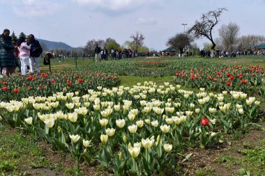 SRINAGAR, INDIA - 23 Mart 2024: Asya 'nın en büyük lale bahçesi, 23 Mart 2024' te Hindistan 'ın Srinagar kentinde halka açıldı..