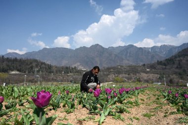 SRINAGAR, INDIA - 23 Mart 2024: Asya 'nın en büyük lale bahçesi, 23 Mart 2024' te Hindistan 'ın Srinagar kentinde halka açıldı..