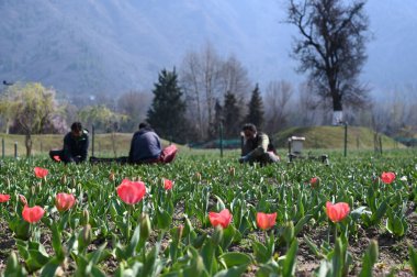 SRINAGAR, INDIA - 23 Mart 2024: Asya 'nın en büyük lale bahçesi, 23 Mart 2024' te Hindistan 'ın Srinagar kentinde halka açıldı..