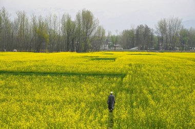 PULWAMA, INDIA - 27 Mart 2024 'te Hindistan' ın Pulwama kentinde bir kadın bahar mevsimi boyunca hardal tarlasında yürür.. 