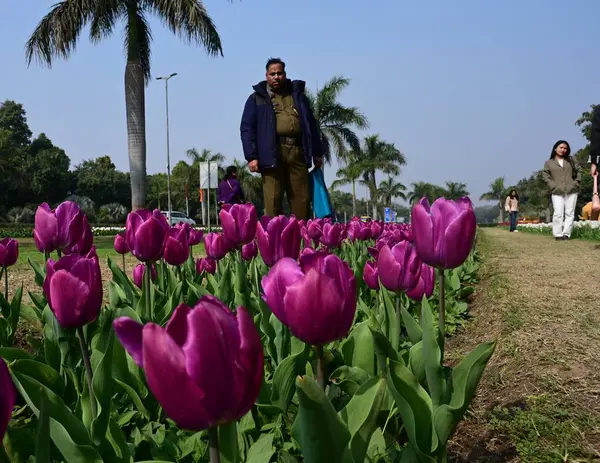 NEW DELHI, INDIA - 14 Şubat 2024: İnsanlar 14 Şubat 2024 tarihinde Hindistan 'ın Yeni Delhi kentinde düzenlenen Bahar Mevsimleri Lale Festivali' ne tanıklık etmek için bir araya geldiler. Yeni Delhi Belediye Şirketi (NDMC).