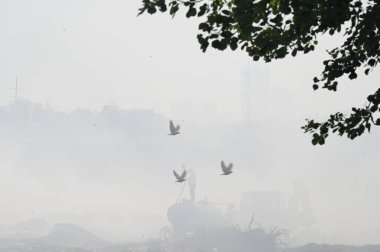 NEW DELHI, INDIA 19 Mayıs: 30. Sektör 'deki boş bir arsada meydana gelen yangın, Perşembe akşamı boyunca yanmaya devam ederek yakınlardaki bölge sakinlerini boğulma ve gözlerinde yanma hissi bıraktı.