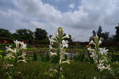 NEW DELHI, INDIA - AUGUST 13: Flowers in blooms visits a flower at the Amrit Udyan, at Rashtrapati Bhavan on August 13, 2024 in New Delhi, India.  clipart