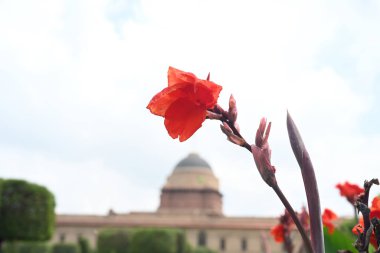 NEW DELHI, INDIA - 13 Ağustos 2024 'te Hindistan' ın Yeni Delhi kentinde, Amrit Udyan, Rashtrapati Bhavan 'da çiçek açtı.. 