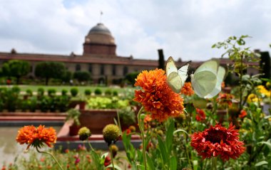 NEW DELHI, INDIA - 13 Ağustos 2024: Bir kelebek 13 Ağustos 2024 tarihinde Hindistan 'ın Yeni Delhi kentinde Rashtrapati Bhavan' daki Amrit Udyan 'da bir çiçeği ziyaret eder..