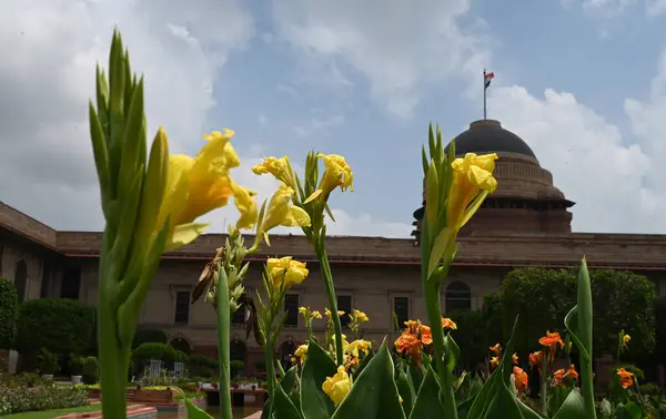 Stock image NEW DELHI, INDIA - AUGUST 13: Flowers in blooms visits a flower at the Amrit Udyan, at Rashtrapati Bhavan on August 13, 2024 in New Delhi, India. 