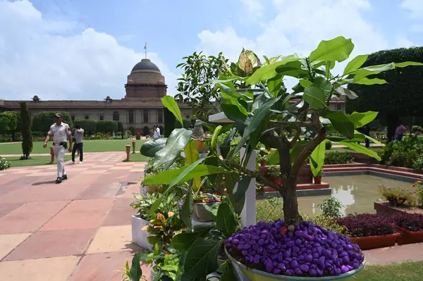 stock image NEW DELHI, INDIA - AUGUST 13: Flowers in blooms visits a flower at the Amrit Udyan, at Rashtrapati Bhavan on August 13, 2024 in New Delhi, India. (Photo by Sonu mehta/Hindustan Times)