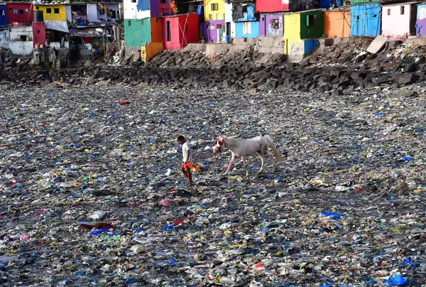 stock image MUMBAI INDIA - JUNE 5: A man walks with a Horse through tonnes of plastic waste near Badhwar Park on World Environment Day Colaba on June 5 ,2024 in Mumbai, India. 