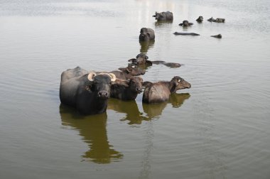 GURUGRAM INDIA - 2 Haziran 2024 Buffalo, 2 Haziran 2024 tarihinde Hindistan 'ın Gurugram şehrinde Basai Üstgeçidi yakınlarındaki Dwarka Otoyolu' nda sıcak bir yaz gününde bir su birikintisinde yıkanır. (Fotoğraf: Parveen Kumar / Hindustan Times )