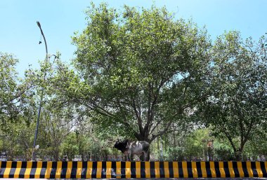 NOIDA, Hindistan 11 Haziran 2024 sıcak bir yaz öğleden sonrasında Hindistan 'ın Noida kentinde sıcak hava dalgasına göğüs gerdi. (Fotoğraf: Sunil Ghosh / Hindustan Times 