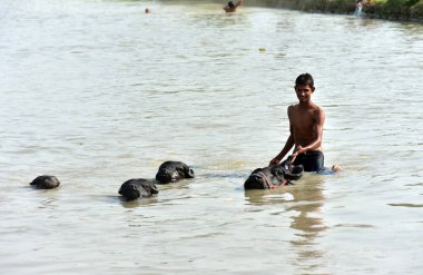 GHAZIABAD INDIA 12 Haziran 2024 Çocuklar banyo yapıyor ve Masuri bölgesindeki Bhool Garhi Kanalı 'nda 12 Haziran 2024 tarihinde Ghaziabad Hindistan' da aşırı sıcaktan kurtuluyorlar. Fotoğraf: Sakib Ali / Hindustan Times 