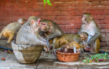 NEW DELHI INDIA 13 Haziran 2024 Hint Makakları 13 Haziran 2024 tarihinde Yeni Delhi Hindistan 'da Hanuman Tapınağı yakınlarında sıcak bir günde susuzluklarını giderirken görüldü. Fotoğraf: Raj K Raj / Hindustan Times 