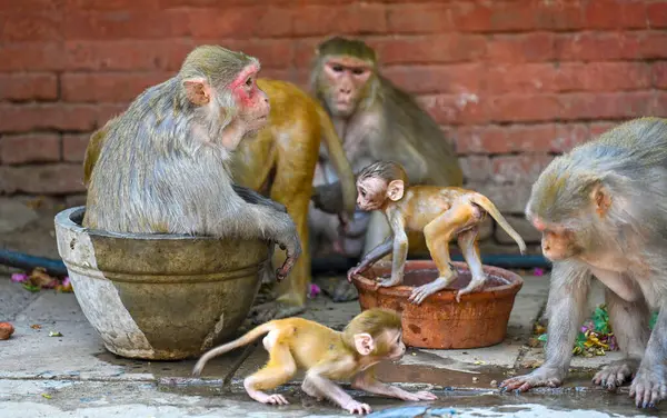 stock image NEW DELHI INDIA JUNE 13 2024   Indian Macaques seen quenching their thirst by drinking water on a hot day near Hanuman Temple on June 13 2024 in New Delhi India.  Photo by Raj K Raj/Hindustan Times 