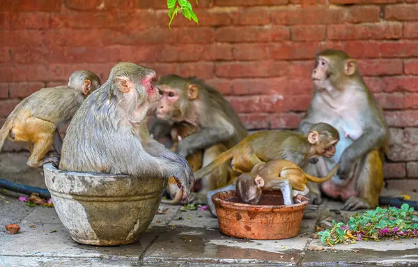 stock image NEW DELHI INDIA JUNE 13 2024   Indian Macaques seen quenching their thirst by drinking water on a hot day near Hanuman Temple on June 13 2024 in New Delhi India.  Photo by Raj K Raj/Hindustan Times 