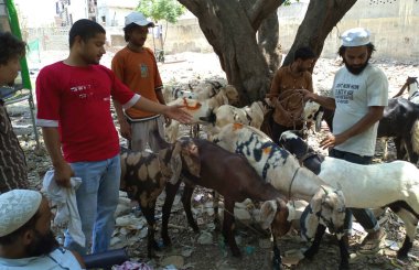 15 Haziran 2024 'te Gaziabad Islamnagar Kaila Bhatta Chowk' ta düzenlenen Bakrid festivali vesilesiyle 15 Haziran 2024 'te Gaziabad Hindistan' da keçi satın alan GHAZIABAD INDIA 15 Haziran 2024. Kurban Bayramı ya da Bakrid, Müslümanların dünya çapında kurban bayramı olarak da bilinir.