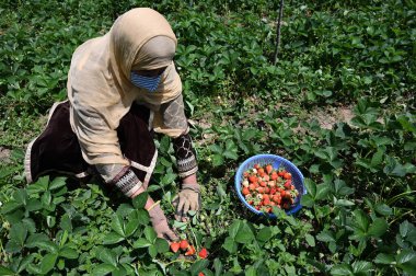 SRINAGAR INDIA 15 Mayıs 2023 Çiftçiler 15 Mayıs 2023 tarihinde Srinagar 'ın dış mahallelerindeki Gassu' da bir çiftlikte çilek hasat Srinagar Hindistan Çileği altı ay süren sert kışlardan sonra yetişen ilk meyvedir.