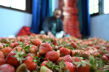 SRINAGAR INDIA 15 Mayıs 2023 Bir Çiftçi, 15 Mayıs 2023 'te Srinagar' ın dış mahallelerindeki Gassu 'da toplanan taze çilekleri paketliyor. Srinagar Hindistan Strawberry, altı ay süren sert kışın ardından yetişen ve var' a sağlanan ilk meyvedir.