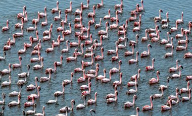 MUMBAI INDIA MAY 17 2023 A large flock of Flamingos gathers at a Airoli creek on May 17 2023 in Mumbai India Photo by Satish Bate Hindustan Times  clipart