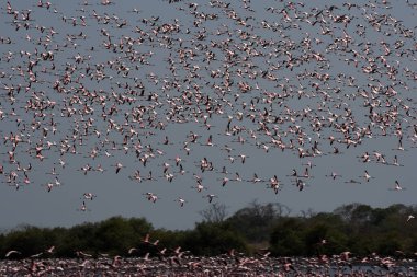 NAVI MUMBAI INDIA MAY 20 2023 Flock of flamingos at TS Chanakya Nerul on May 20 2023 in Navi Mumbai India Photo by Bachchan Kumar Hindustan Times  clipart