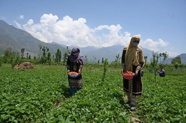 SRINAGAR INDIA MAY 15 2023 Farmers harvest strawberries at a farm in Gassu on the outskirts of Srinagar on May 15 2023 in Srinagar India Strawberry is the first fruit that grows after six months of harsh winters and is supplied to various parts of no clipart