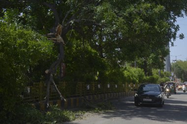 27 Mayıs 2023 'te Hindistan' da 27 Mayıs 2023 'te Shipra Society Inderapuram' da şiddetli bir fırtına ve yağmurun ardından bir ağaç düştü. Fotoğraf: Sakib Ali Hindustan Times 