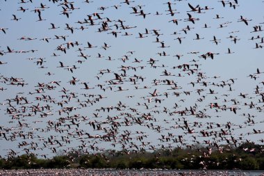 NAVI MUMBAI INDIA MAY 20 2023 Flock of flamingos at TS Chanakya Nerul on May 20 2023 in Navi Mumbai India Photo by Bachchan Kumar Hindustan Times  clipart