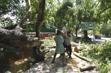 YENİ DELHI INDIA MAYIS 27 2023 NDMC işçileri yağmur ve fırtına nedeniyle düşen ağaçları temizler Ferozeshah yolu üzerinde 27 Mayıs 2023 tarihinde Yeni Delhi Hindistan 'da Sonu Mehdustan Times tarafından çekilmiştir. 