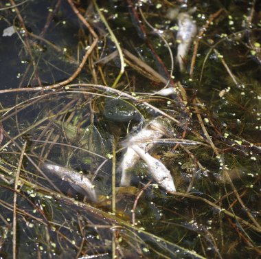 SRINAGAR INDIA MAYIS 26 2023 Ölü balık parmakları 26 Mayıs 2023 'te Srinagar Hindistan' da Dal Gölü 'nde yüzer vaziyette bulundu. Dal Gölü Fotoğraflarında Waseem Andrabi Hindustan Times tarafından binlerce yavru ölü bulundu. 