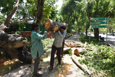 YENİ DELHI INDIA MAYIS 27 2023 NDMC işçileri yağmur ve fırtına nedeniyle düşen ağaçları temizler Ferozeshah yolu üzerinde 27 Mayıs 2023 tarihinde Yeni Delhi Hindistan 'da Sonu Mehdustan Times tarafından çekilmiştir. 