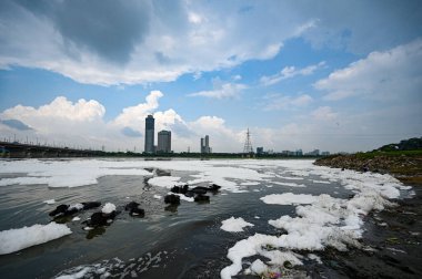 NEW DELHI INDIA AUGust 28 AĞUSTOS 2024 Buffalos 28 Ağustos 2024 'te Kalindi Kunj yakınlarındaki Yamuna Nehri' nde Yeni Delhi Hindistan 'da Salman Ali Hindustan Times 