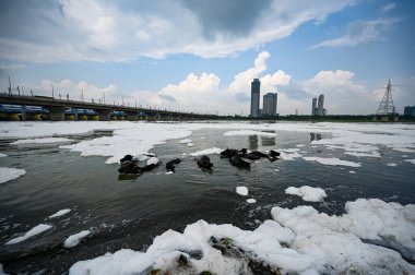 NEW DELHI INDIA AUGust 28 AĞUSTOS 2024 Buffalos 28 Ağustos 2024 'te Kalindi Kunj yakınlarındaki Yamuna Nehri' nde Yeni Delhi Hindistan 'da Salman Ali Hindustan Times 