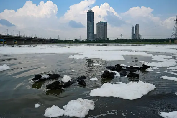 stock image NEW DELHI INDIA AUGUST 28 2024 Buffalos swin in polluted water at Yamuna River near Kalindi Kunj on August 28 2024 in New Delhi India Photo by Salman Ali Hindustan Times 