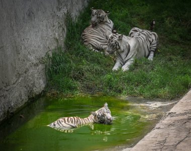 NEW DELHI INDIA JUNE 15 2023 White Tiger cub playing in their enclosure on a hot summer day at the Delhi Zoo on June 15 2023 in New Delhi India Photo by Raj K Raj Hindustan Times  clipart