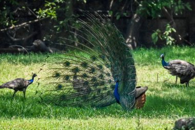 NEW DELHI INDIA HAZİRAN 15 HAZİRAN 2023 Tavus kuşu 15 Haziran 2023 tarihinde Delhi Hayvanat Bahçesi 'nde bir denizciyi etkilemek için tüyleriyle dans eder. Fotoğraf: Raj K Raj Hindustan Times 