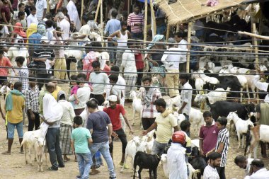 PATNA INDIA 26 Haziran 2023 İnsanlar 26 Haziran 2023 'te Patna Hindistan' da Bailey yolundaki Bakrid festivali öncesinde Keçi Pazarından keçi satın alıyorlar. Fotoğraf: Santosh Kumar Hindustan Times 