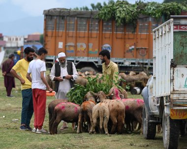 SRINAGAR INDIA 26 Haziran 2023 Kurban Bayramı öncesinde Eidgah 'taki derme çatma bir pazarda satılığa çıkarılan hayvanlar, 26 Haziran 2023' te Srinagar Hindistan Fotoğrafı: Waseem Andrabi Hindustan Times 