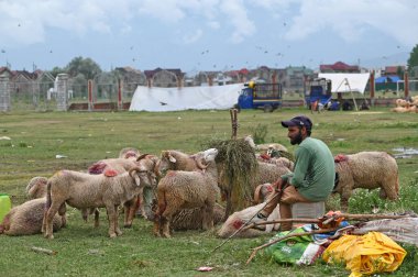 SRINAGAR INDIA 26 Haziran 2023 Kurban Bayramı öncesinde Eidgah 'taki derme çatma bir pazarda satılığa çıkarılan hayvanlar, 26 Haziran 2023' te Srinagar Hindistan Fotoğrafı: Waseem Andrabi Hindustan Times 