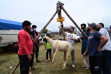 SRINAGAR INDIA 26 Haziran 2023 Bir koyun Eidgah 'taki derme çatma bir pazarda 26 Haziran 2023' te Srinagar Hindistan Fotoğrafı: Waseem Andrabi Hindustan Times 