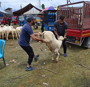 SRINAGAR INDIA 26 Haziran 2023 Erkekler, 26 Haziran 2023 'te Srinagar Hindistan' da düzenlenen Kurban Bayramı öncesinde Eidgah 'taki bir pazardan bir koyun satın aldıktan sonra Waseem Andrabi Hindustan Times tarafından çekilmiştir. 