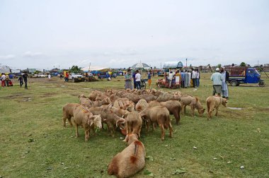 SRINAGAR INDIA JUNE 26 2023 Sacrificial animals are kept for sale at a makeshift market at Eidgah ahead of Eid al Adha festival on June 26 2023 in Srinagar India Photo By Waseem Andrabi Hindustan Times  clipart